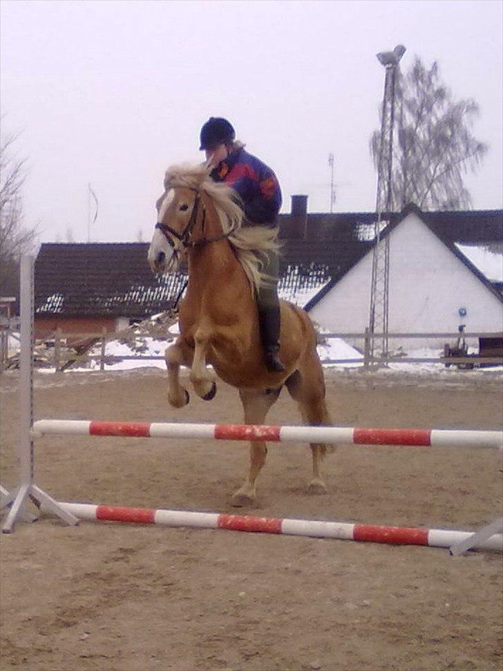 Haflinger Wolle Grønhøj billede 8