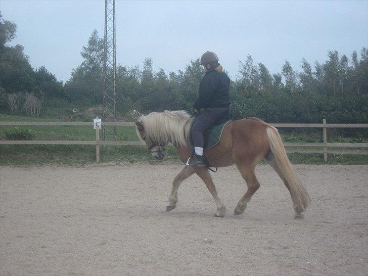 Haflinger Wolle Grønhøj - dressur træning billede 9