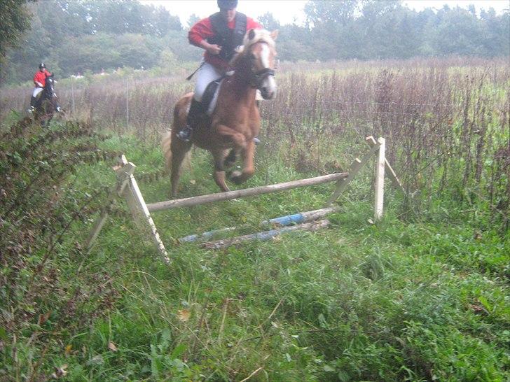 Haflinger Wolle Grønhøj - jagt d. 26 sep 2010 hans første billede 10