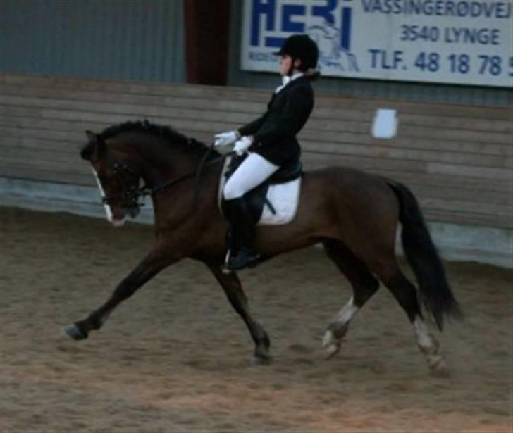 Welsh Cob (sec D) Kirz Vanill Krokodille*solgt* billede 10