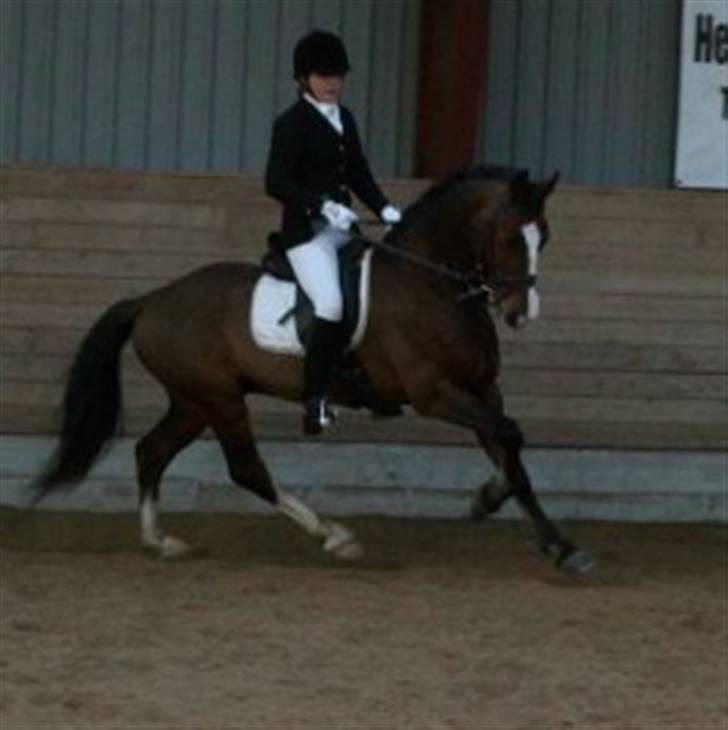 Welsh Cob (sec D) Kirz Vanill Krokodille*solgt* billede 11