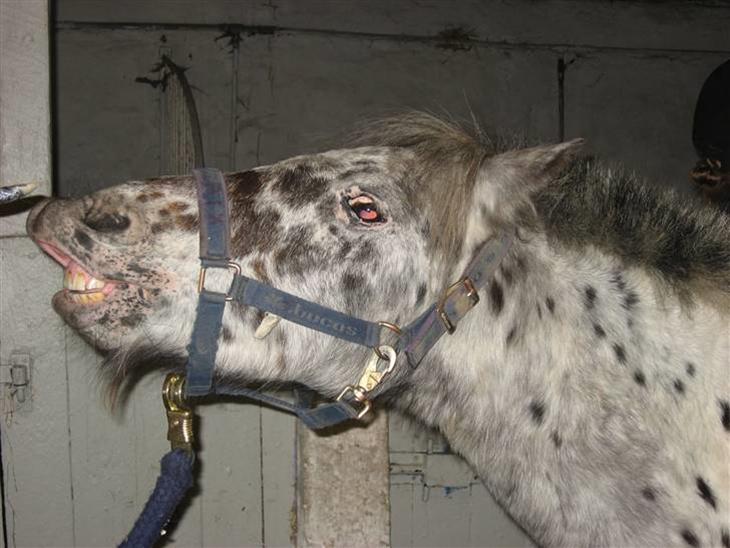 {{currentPhoto.altText}} billede {{currentPhoto.number}}