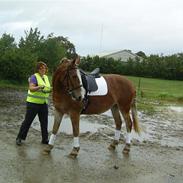 Anden særlig race Shiela
