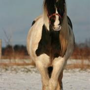 Irish Cob Troelsegårdens Aurora