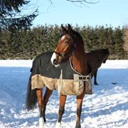 Anden særlig race Tano