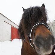 Anden særlig race Nørre Eskær´s Rambler