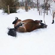 Anden særlig race Nørre Eskær´s Rambler