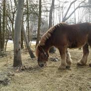 Belgier Thor (SOLGT)
