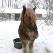 Belgier Thor (SOLGT)