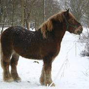 Belgier Thor (SOLGT)