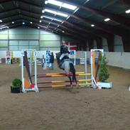 Hollandsk Sportspony Sylvia