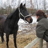 Dansk Varmblod Patou`s Speedy