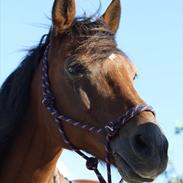 Anden særlig race Cali - VSR <3