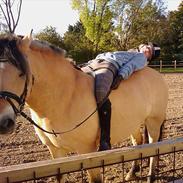 Anden særlig race Nordgaards Caroline.