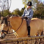 Anden særlig race Nordgaards Caroline.