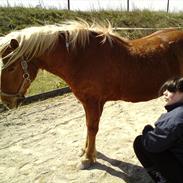 Haflinger Jumber *solgt*