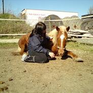 Haflinger Jumber *solgt*