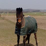 Anden særlig race Walther <3