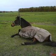 Anden særlig race Walther <3