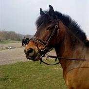 Anden særlig race Walther <3