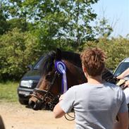 Anden særlig race Walther <3