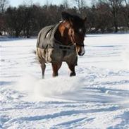 Anden særlig race Tano