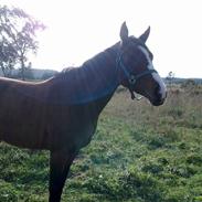 DSP Lind's Smilla II A.M.