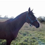 DSP Lind's Smilla II A.M.