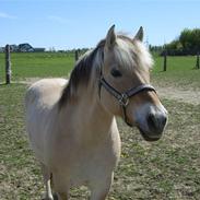 Fjordhest Solstjerne<3  R.I.P :'/