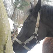 Anden særlig race Højgaardens Lukas