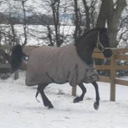 Anden særlig race Højgaardens Lukas