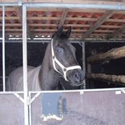 Anden særlig race Højgaardens Lukas