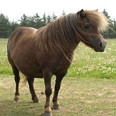 Shetlænder Mosbækmindes Tonja. SOLGT!