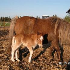 Shetlænder Mosbækmindes Tonja. SOLGT!