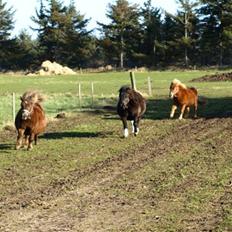Shetlænder Mosbækmindes Tonja. SOLGT!