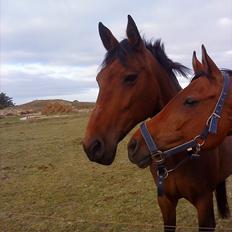 Arasier Kana-død<33