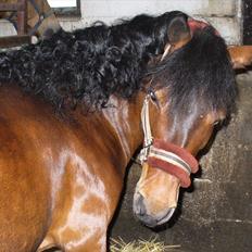 Anden særlig race Mia Maia