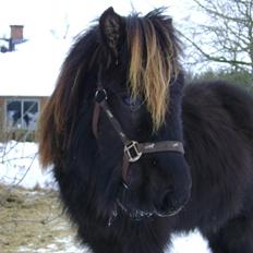 Islænder Sindri fra Knøsgården