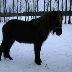 Islænder Sindri fra Knøsgården