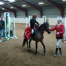 Hollandsk Sportspony Sylvia