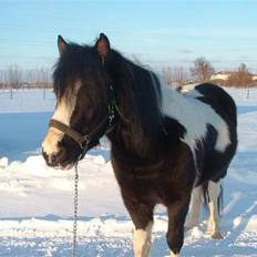 Anden særlig race Tonto