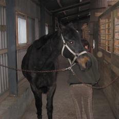 Dansk Varmblod Patou`s Speedy