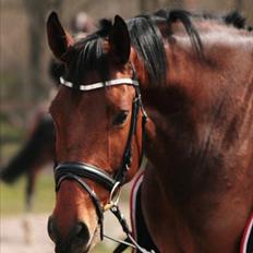 Dansk Varmblod Carsan Frej