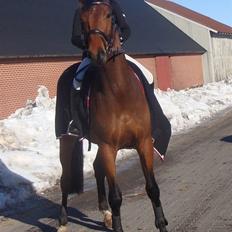 Dansk Varmblod Carsan Frej