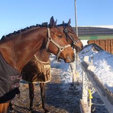 Dansk Varmblod Carsan Frej