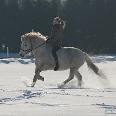 Islænder KRAFSA FRA RAVNEKROGEN |Skadet|