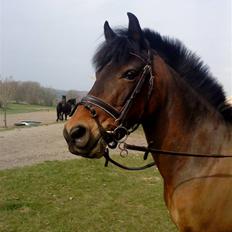 Anden særlig race Walther <3