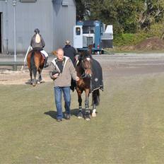 Hollandsk Sportspony Brown Pearl, SOLGT:(