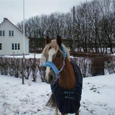 Anden særlig race Salvador