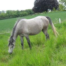 Shagya Araber (SH) DD Aisha Rose (SOLGT)